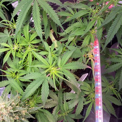 French Macaron growlog timeline photo