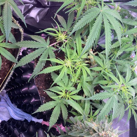 French Macaron growlog timeline photo