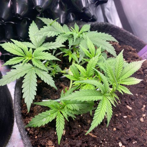 Chimera Cut growlog timeline photo