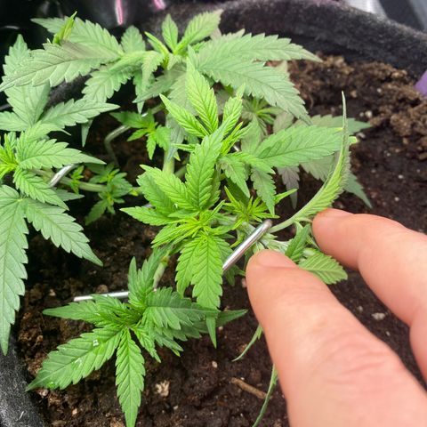Chimera Cut growlog timeline photo