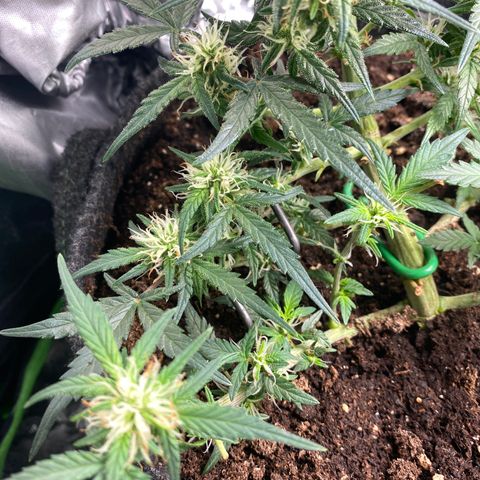 Red Mimosa XL Auto growlog timeline photo