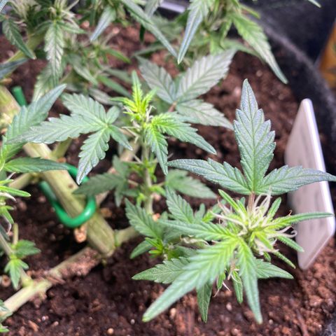 Red Mimosa XL Auto growlog timeline photo
