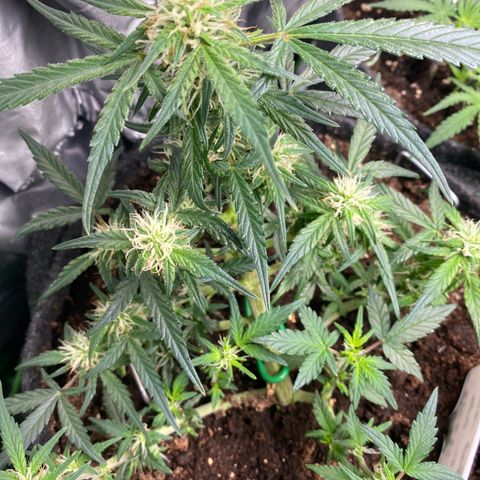 Red Mimosa XL Auto growlog timeline photo