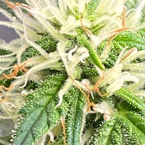 Red Mimosa XL Auto growlog timeline photo