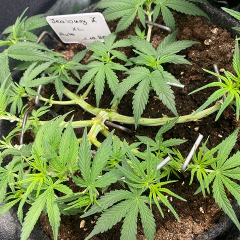 Jealousy Z XL growlog timeline photo