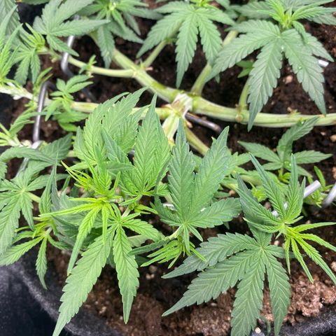 Jealousy Z XL growlog timeline photo
