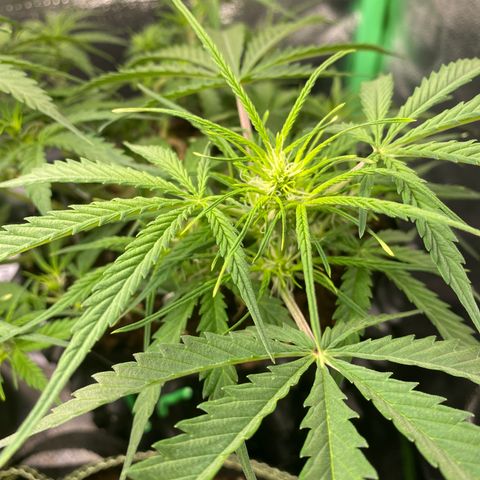 French Macaron growlog timeline photo