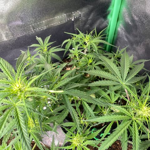 French Macaron growlog timeline photo