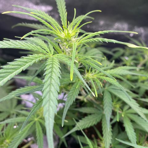 French Macaron growlog timeline photo