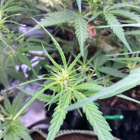 French Macaron growlog timeline photo