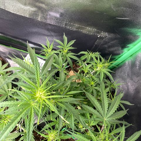 French Macaron growlog timeline photo