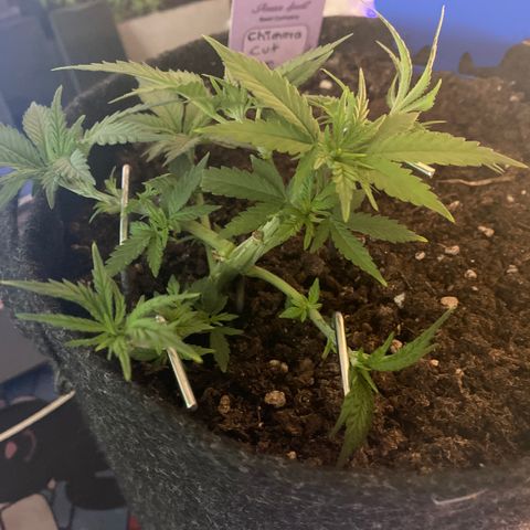 Chimera Cut growlog timeline photo