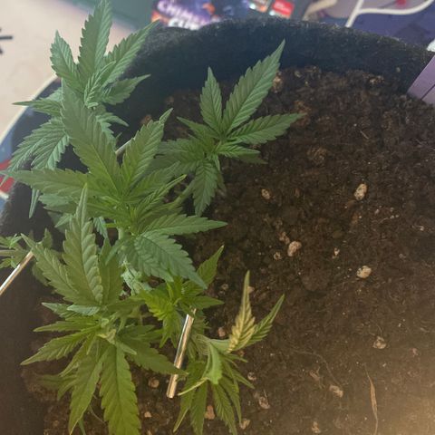 Chimera Cut growlog timeline photo