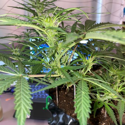 French Macaron growlog timeline photo