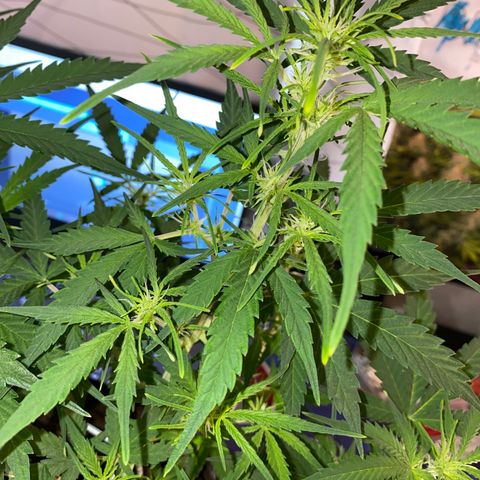 French Macaron growlog timeline photo