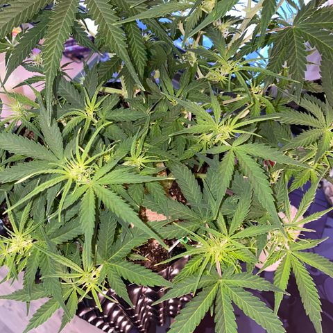 French Macaron growlog timeline photo