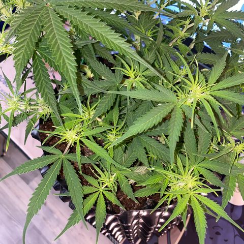 French Macaron growlog timeline photo