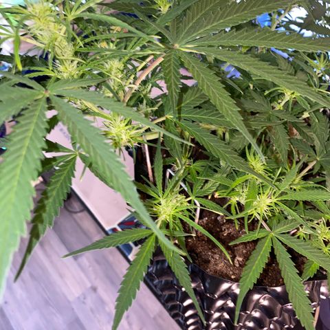 French Macaron growlog timeline photo