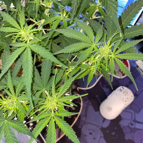 French Macaron growlog timeline photo