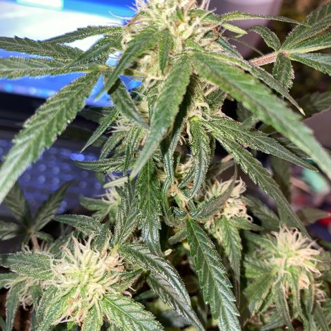 Red Mimosa XL Auto growlog timeline photo