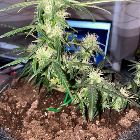 Red Mimosa XL Auto growlog timeline photo