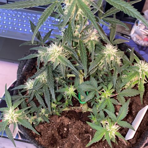 Red Mimosa XL Auto growlog timeline photo