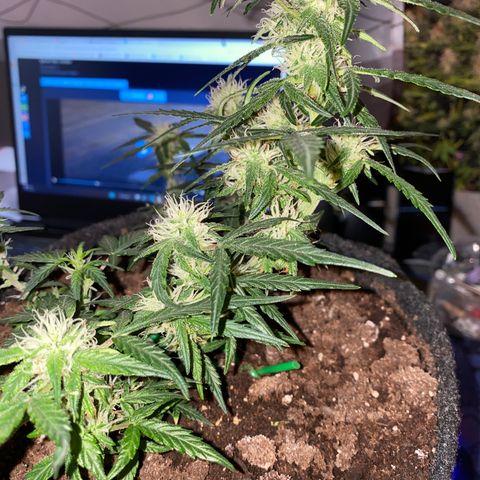 Red Mimosa XL Auto growlog timeline photo
