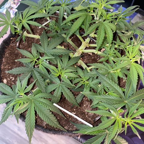 Jealousy Z XL growlog timeline photo