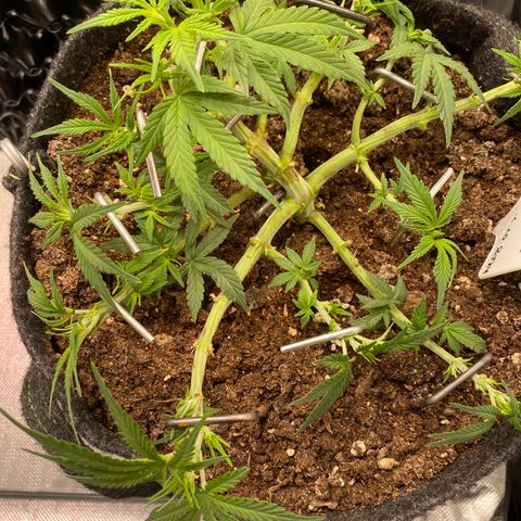 Jealousy Z XL growlog timeline photo