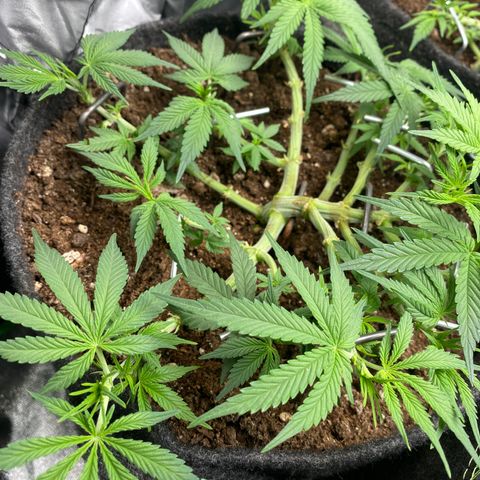 Jealousy Z XL growlog timeline photo