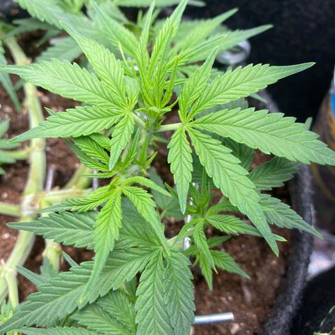 Jealousy Z XL growlog timeline photo