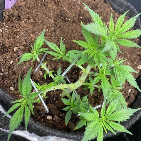 Chimera Cut growlog timeline photo