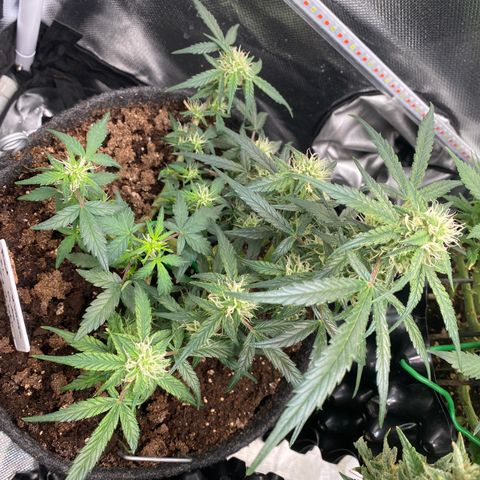 Red Mimosa XL Auto growlog timeline photo