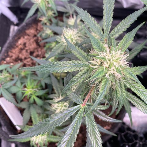 Red Mimosa XL Auto growlog timeline photo
