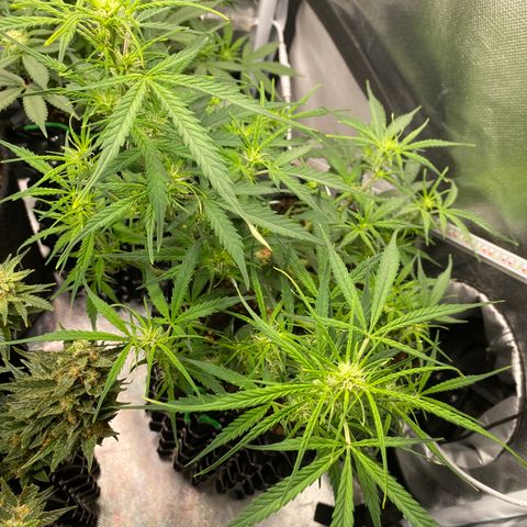 French Macaron growlog timeline photo