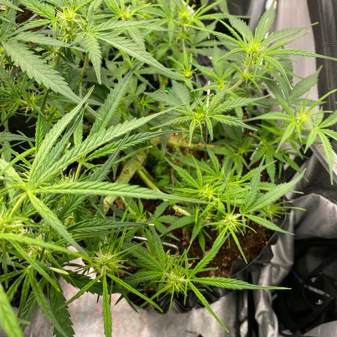 French Macaron growlog timeline photo