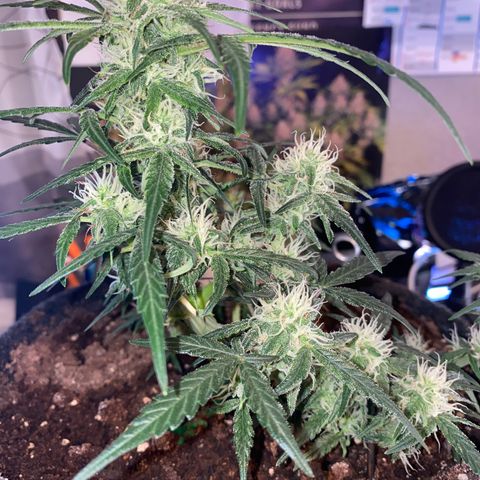 Red Mimosa XL Auto growlog timeline photo