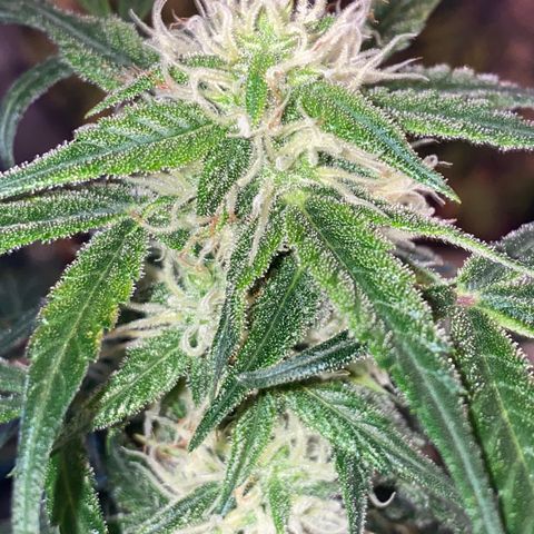 Red Mimosa XL Auto growlog timeline photo