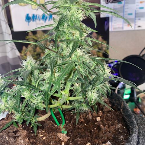 Red Mimosa XL Auto growlog timeline photo