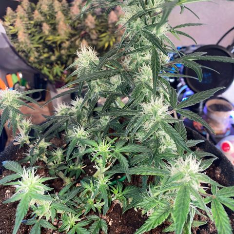 Red Mimosa XL Auto growlog timeline photo