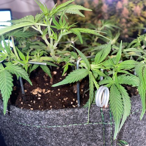 Jealousy Z XL growlog timeline photo