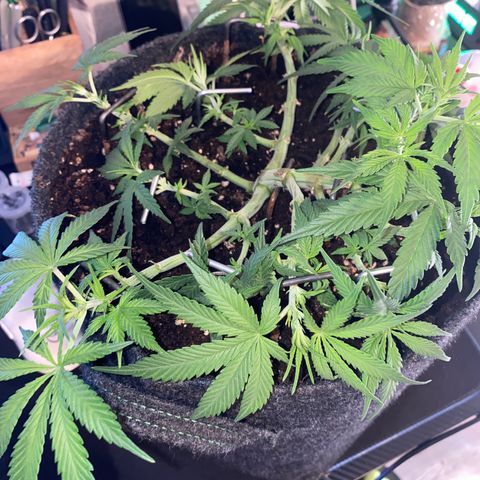 Jealousy Z XL growlog timeline photo