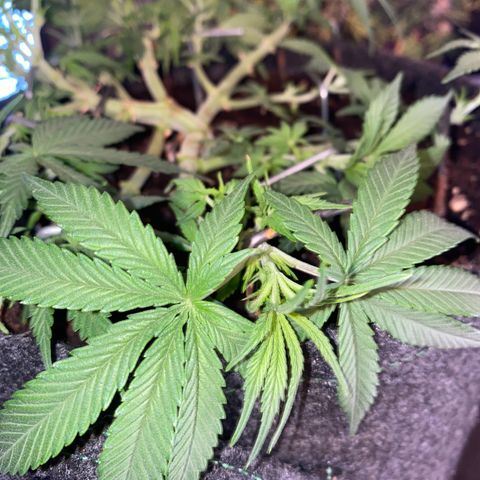 Jealousy Z XL growlog timeline photo