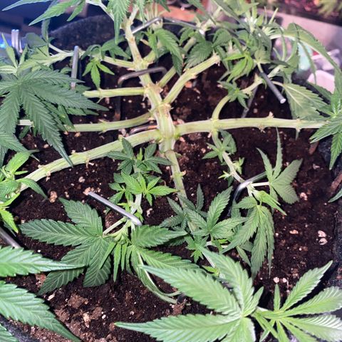 Jealousy Z XL growlog timeline photo
