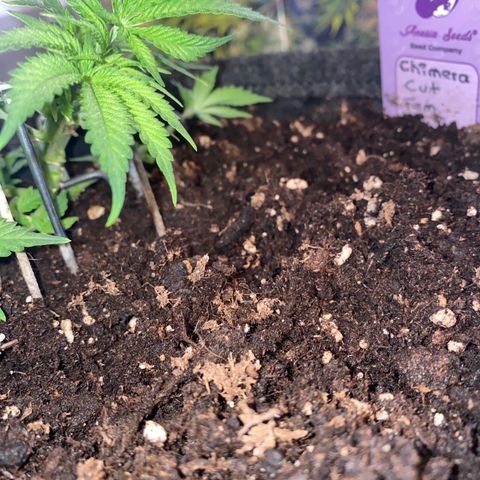 Chimera Cut growlog timeline photo