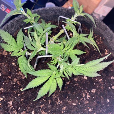 Chimera Cut growlog timeline photo