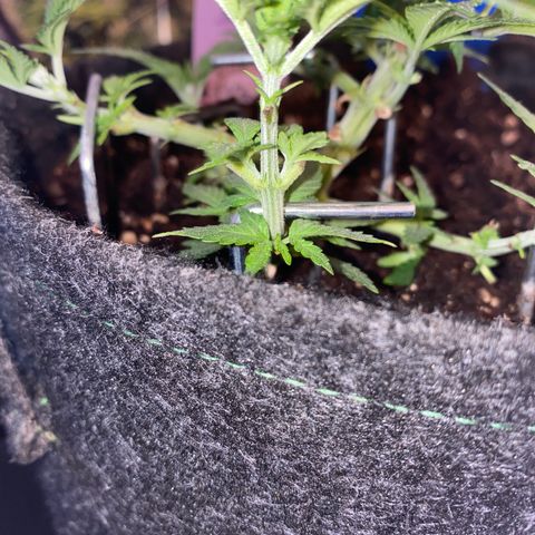 Chimera Cut growlog timeline photo