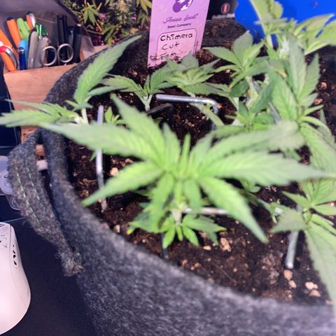 Chimera Cut growlog timeline photo