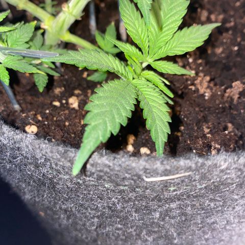 Chimera Cut growlog timeline photo