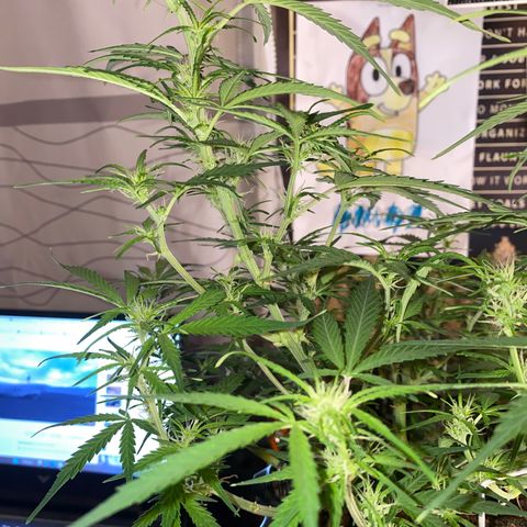 French Macaron growlog timeline photo